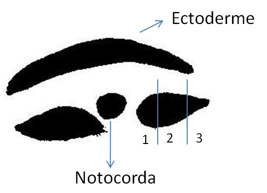 Mesodermas
