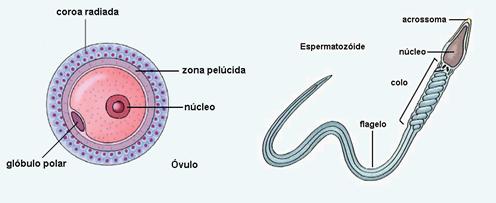 ovulo_espermatozoide